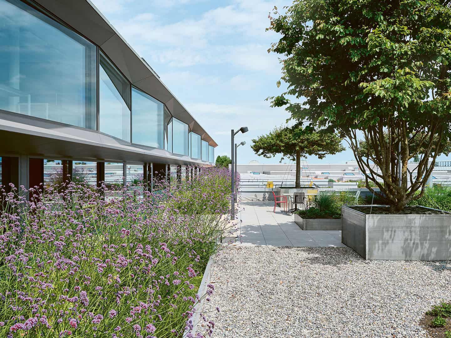 Lush rooftop garden with blooming purple flowers, paved pathways, and shaded seating areas under large trees, offering a peaceful outdoor space on a modern building's terrace.