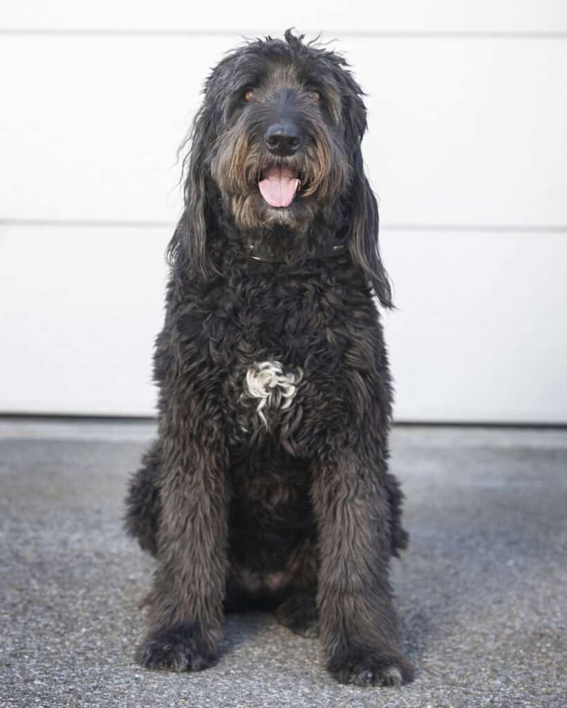 Fluffy black and gray puppy sitting on concrete floor with a white wall background.
