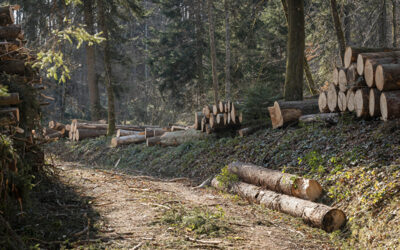 Holz aus dem Goldacher Rantelwald für die Überbauung Mühlegut