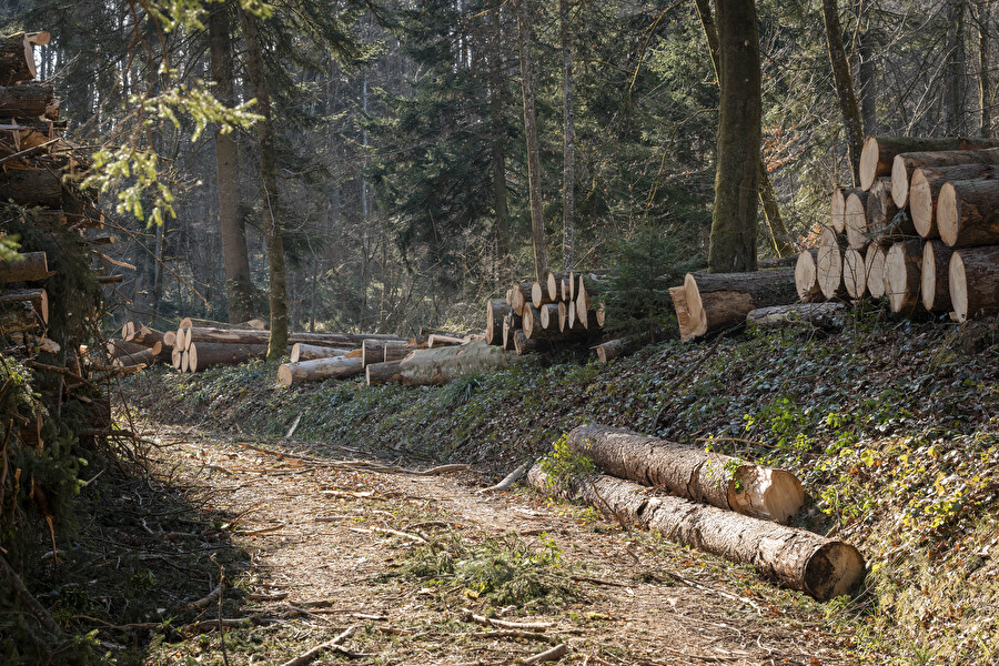 Holz aus dem Goldacher Rantelwald für die Überbauung Mühlegut